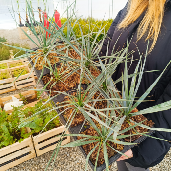 Yucca Rostrata (Juka) ´BLUE SWAN´ - kont. C3L, výška 20-30 cm (-22°C)
